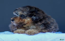 Toy Poodle dogs for sale: Toy Poodle 2 puppies - Image 2