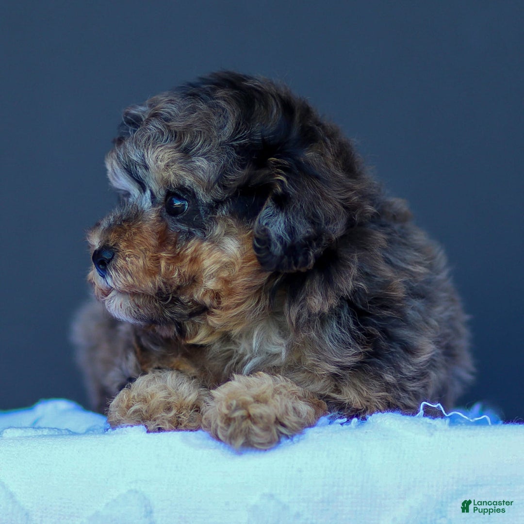 Toy Poodle dogs for sale: Toy Poodle 2 puppies - Image 2