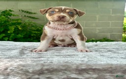 American Bully dogs for sale: Ms. Daisy - Image 4