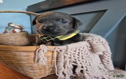 Labrador Retriever dogs for sale: Oscar Martinez - Image 1
