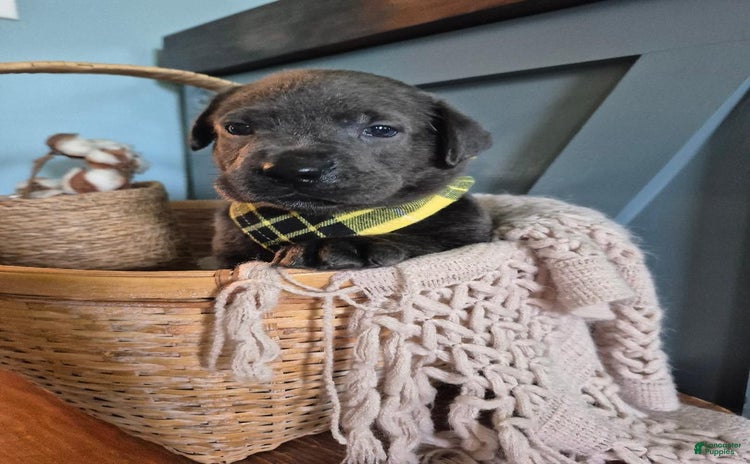 Labrador Retriever dogs for sale - Ad 4
