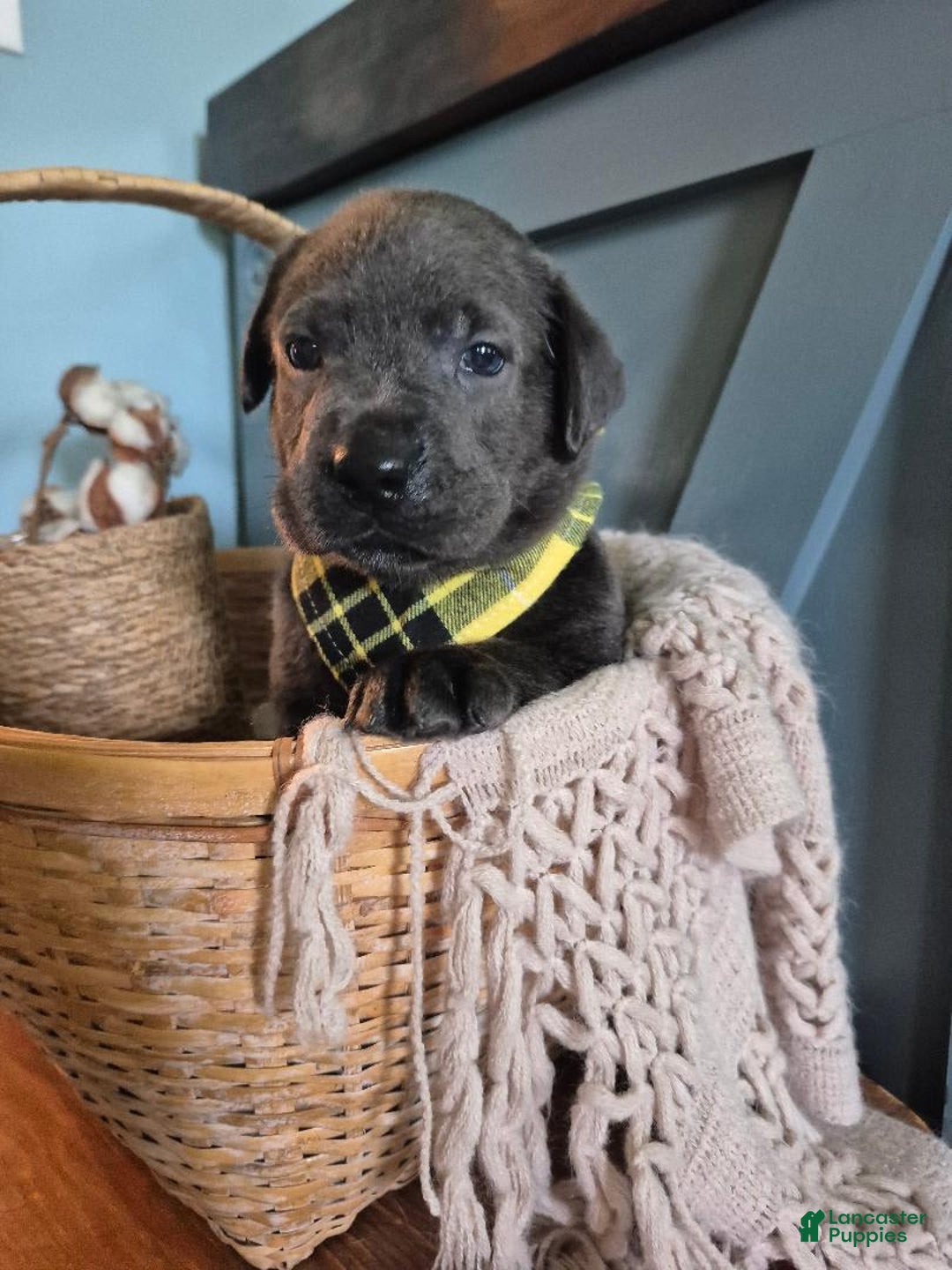 Labrador Retriever dogs for sale: Oscar Martinez - Image 1