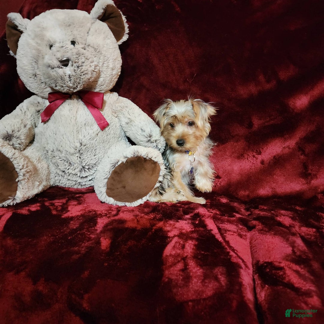 Yorkshire Terrier dogs for sale: LUCA - Image 6