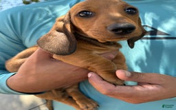 Miniature Dachshund dogs for sale: Twins - Image 29