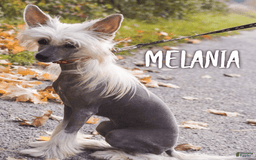 Chinese Crested dogs for sale: Macho - Image 2