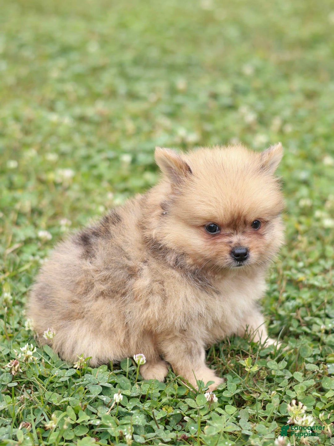 Pomeranian dogs for sale: Lukas - Image 7