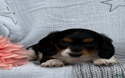 Miniature Dachshund dogs for sale: Ladybug - Image 3