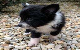 Pomchi dogs for sale: Night Fox - Image 9