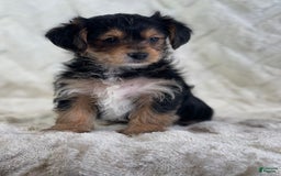 Yorkiepoo dogs for sale: Buster - Image 6