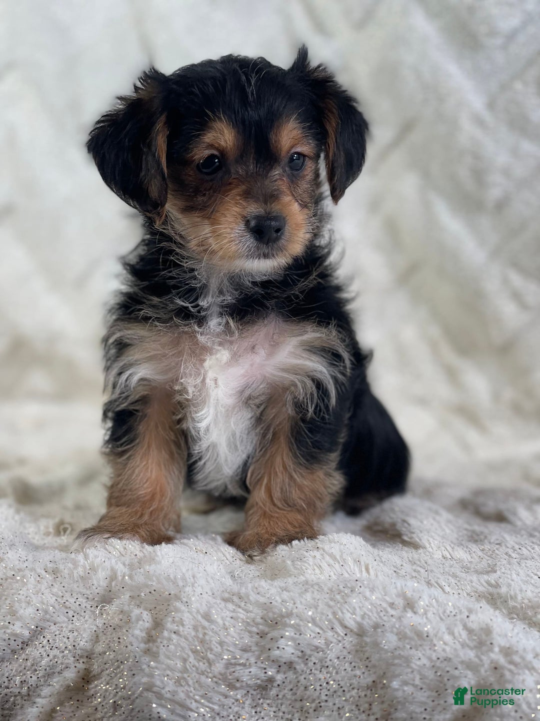 Yorkiepoo dogs for sale: Buster - Image 6