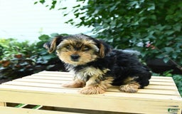 Yorkshire Terrier dogs for sale: Benny - Image 9