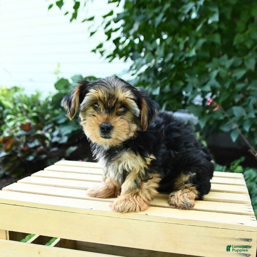 Yorkshire Terrier dogs for sale: Benny - Image 9