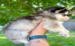 Pomsky dogs for sale: Selene - Image 2