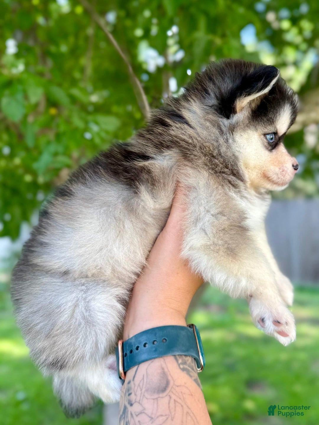 Pomsky dogs for sale: Selene - Image 2