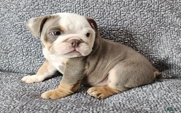 English Bulldog dogs for sale: Carson - Image 9