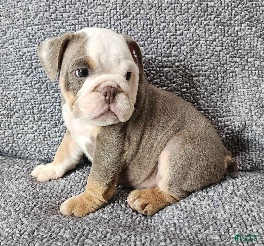 English Bulldog dogs for sale: Carson - Image 9