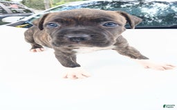 American Pit Bull Terrier dogs for sale: Guage - Image 3