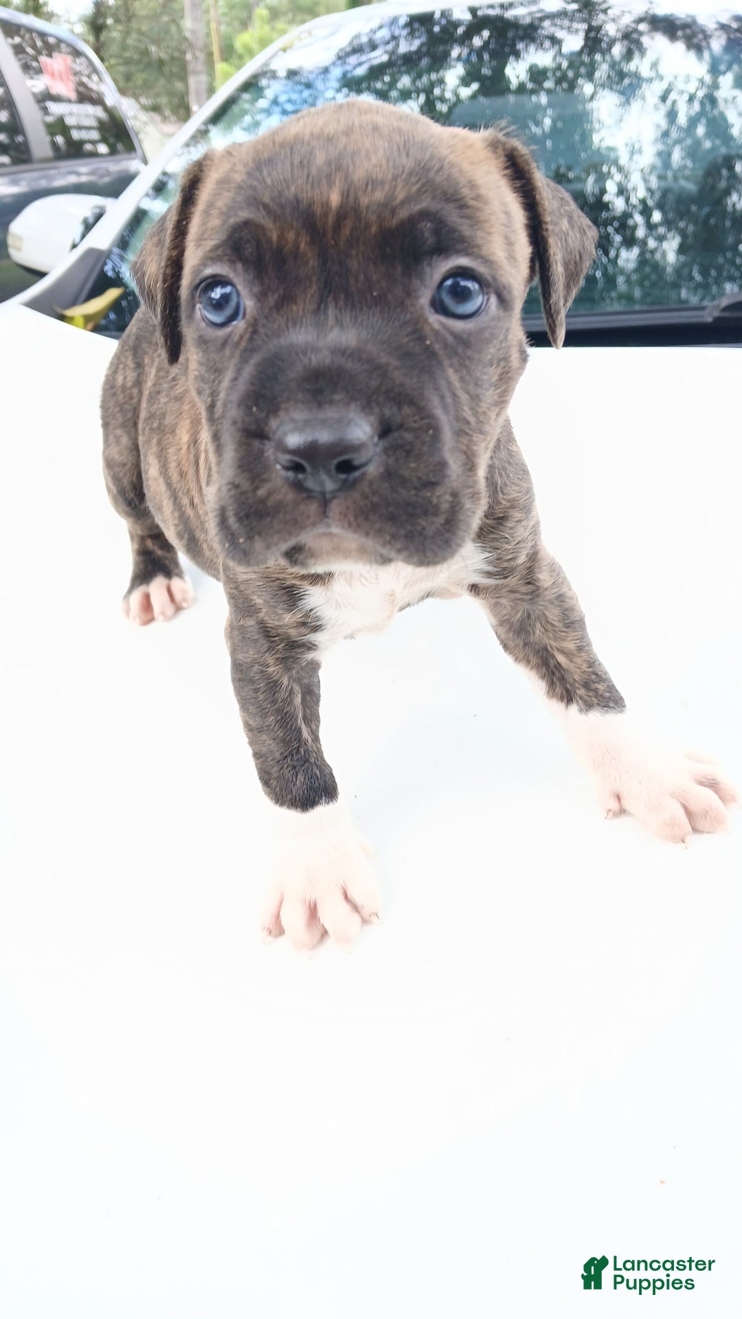 American Pit Bull Terrier dogs for sale: Guage - Image 3