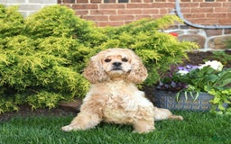 Cocker Spaniel dogs for sale: Kayla - Image 16