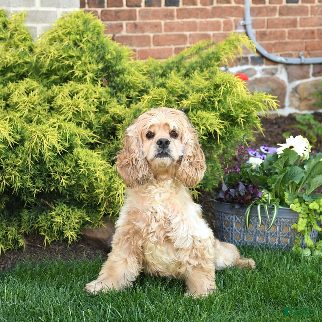 Cocker Spaniel dogs for sale: Kayla - Image 16