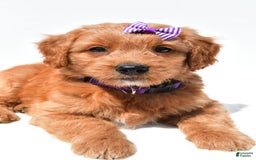 Mini Goldendoodle dogs for sale: Tulip - Image 7