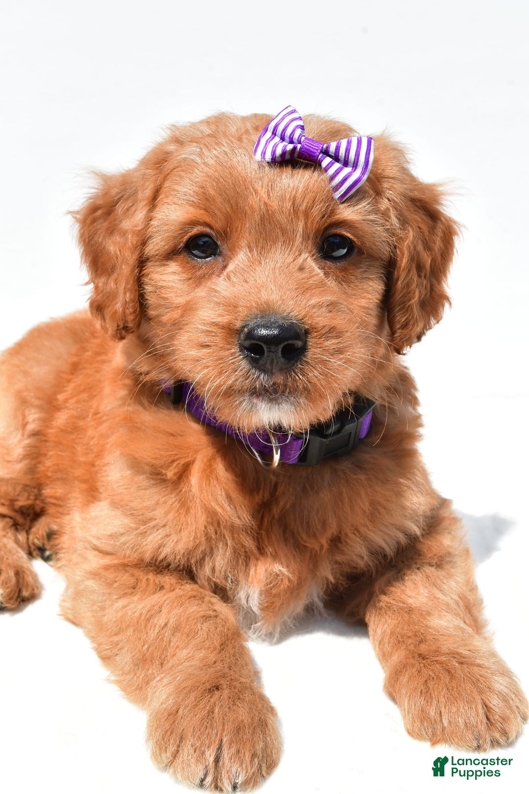 Mini Goldendoodle dogs for sale: Tulip - Image 7