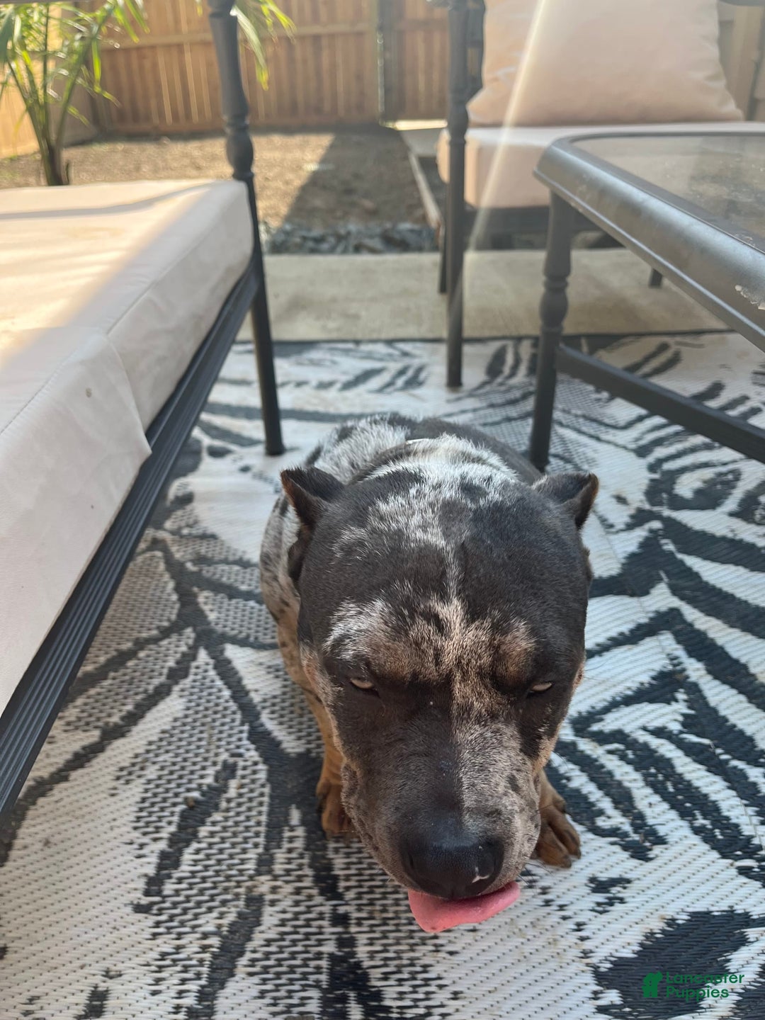 American Bully dogs for sale: Cash - Image 4