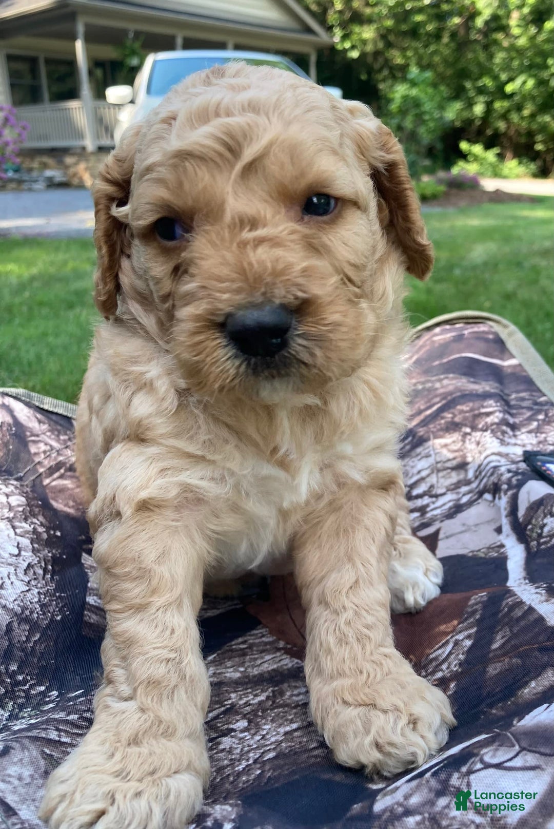 Labradoodle dogs for sale: Rusty - Image 3