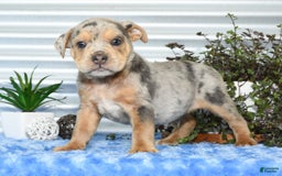 Beabull dogs for sale: Keith - Image 6