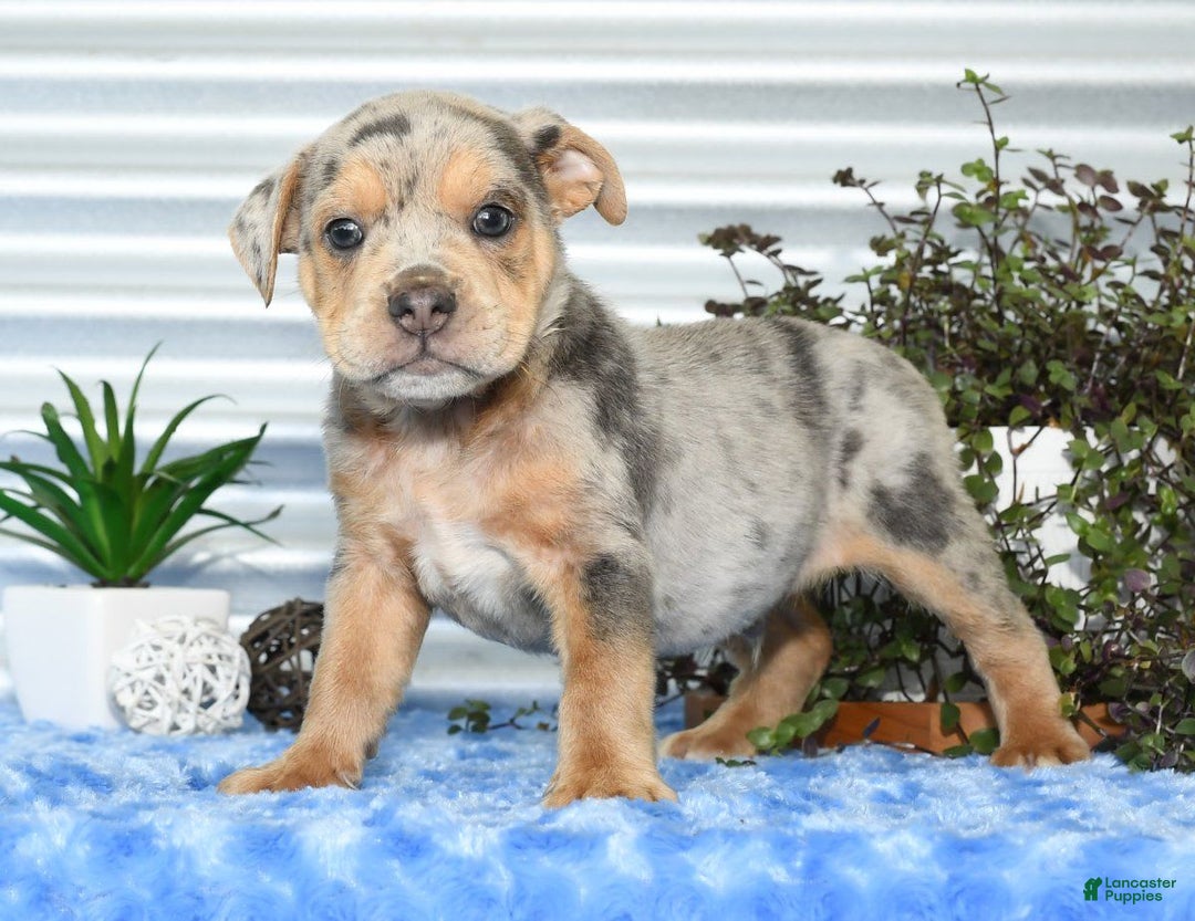 Beabull dogs for sale: Keith - Image 6