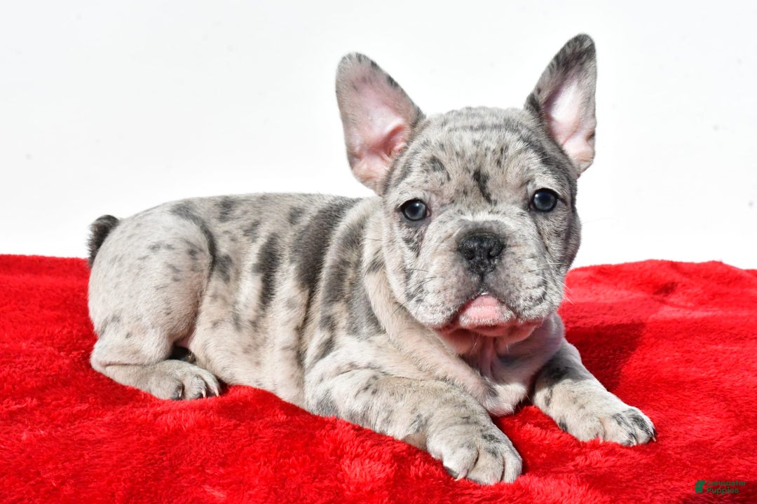 Frenchton dogs for sale: Oscar - Image 3
