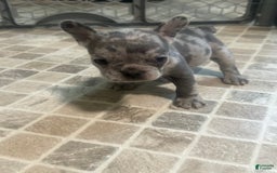 French Bulldog dogs for sale: Gonzo - Image 4