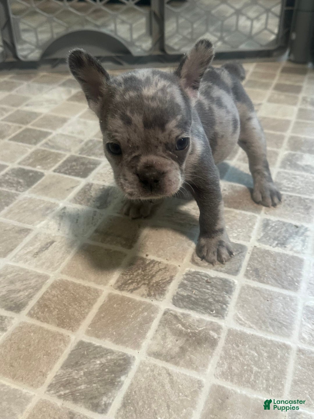 French Bulldog dogs for sale: Gonzo - Image 4