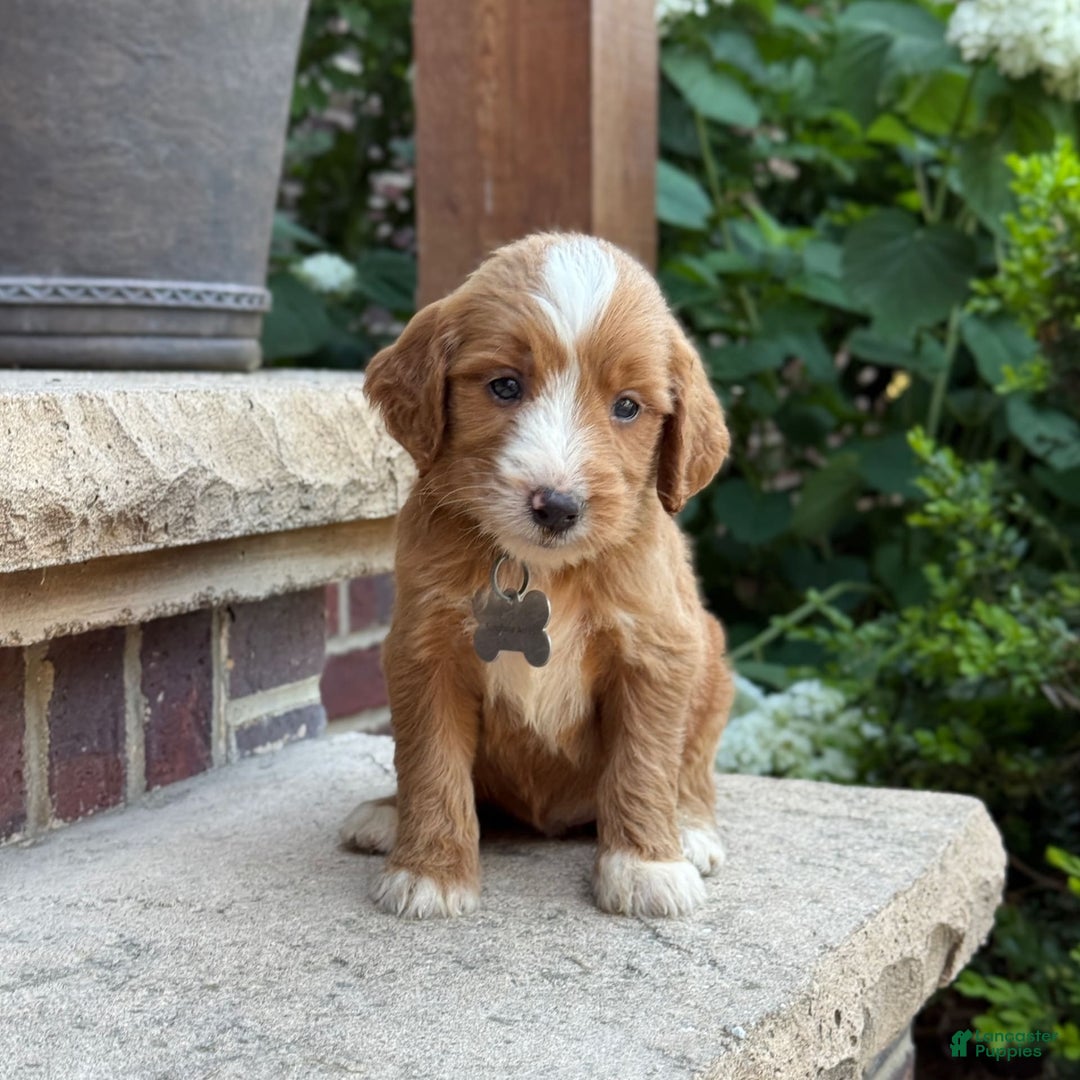 Goldendoodle dogs for sale: Abby - Image 4