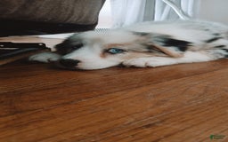Australian Shepherd dogs for sale: Kenya - Image 5