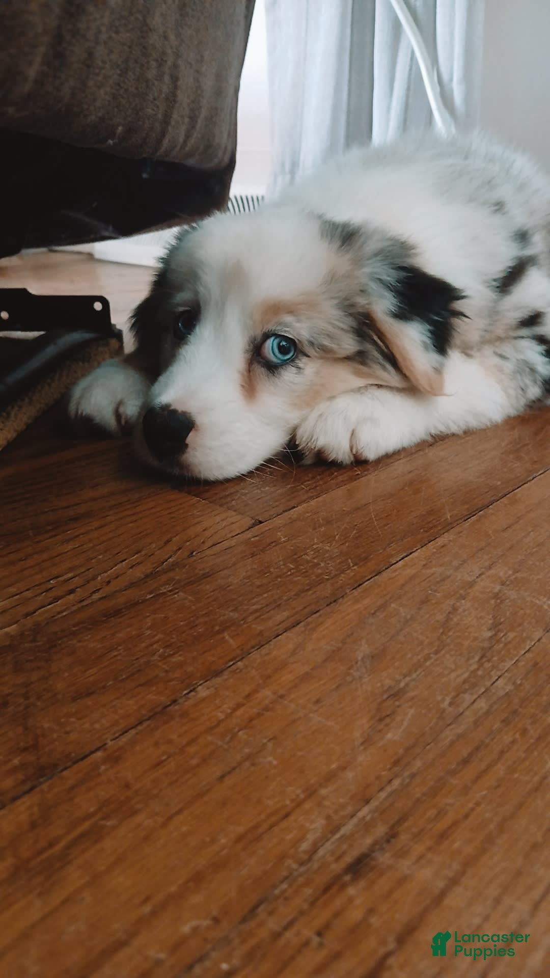 Australian Shepherd dogs for sale: Kenya - Image 5