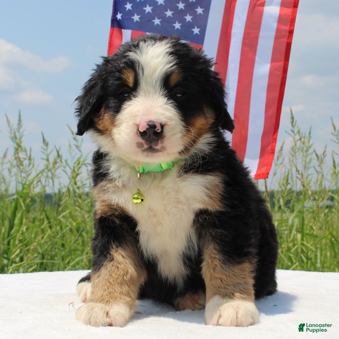 Bernese Mountain Dog dogs for sale: Winnie - Image 5