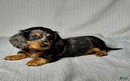 Miniature Dachshund dogs for sale: Mason - Image 4