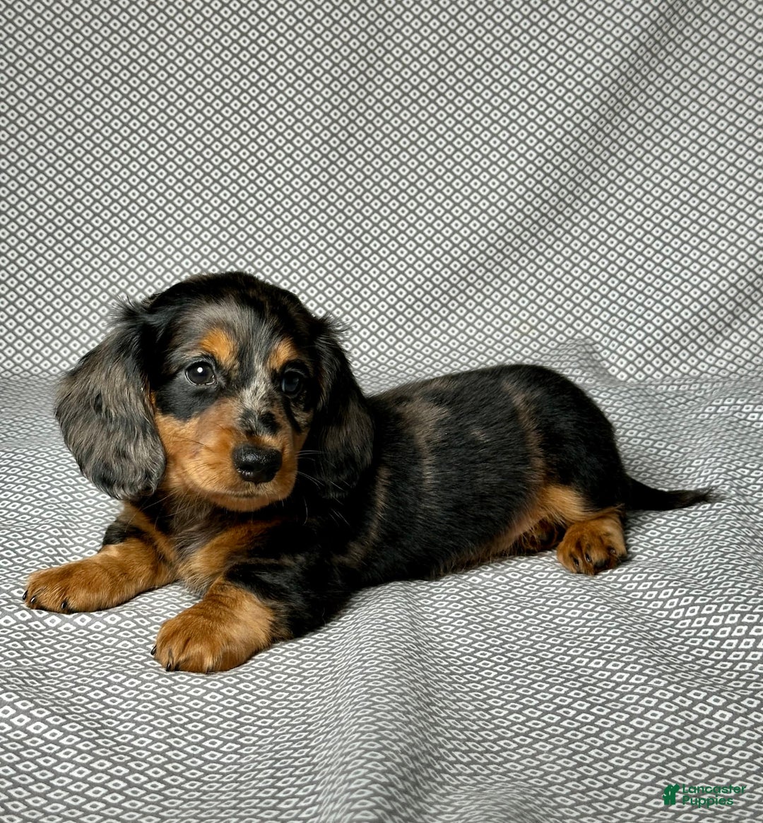 Miniature Dachshund dogs for sale: Mason - Image 4