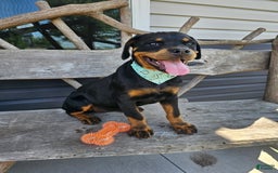 Rottweiler dogs for sale: Amber - Image 4