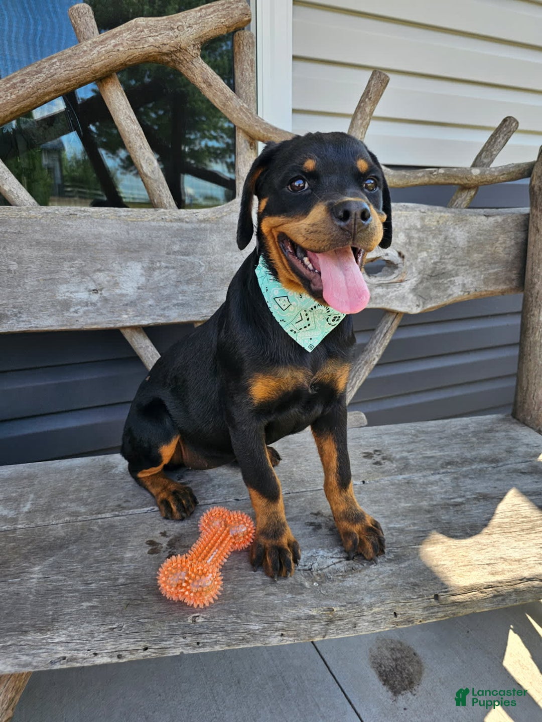 Rottweiler dogs for sale: Amber - Image 4