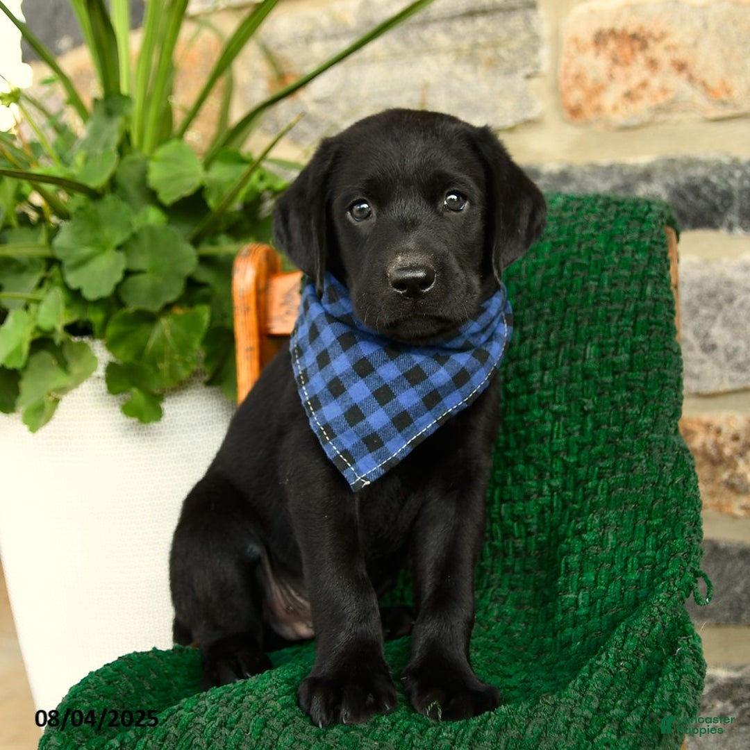 Labrador Retriever dogs for sale: Nutella - Image 2