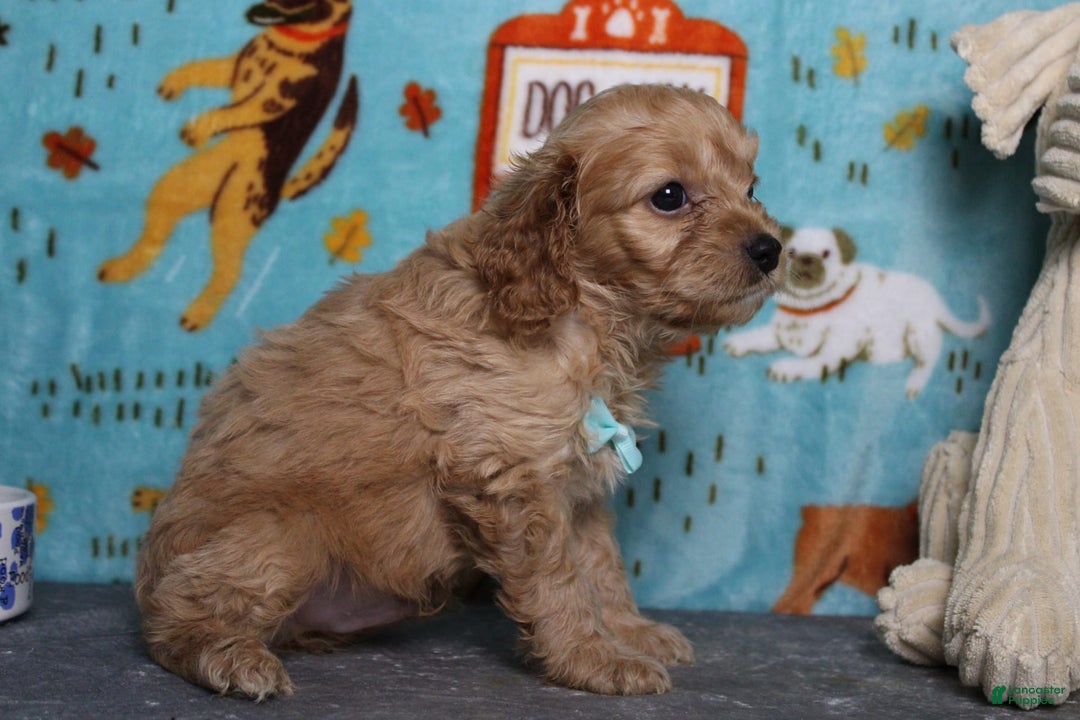 Cavapoo dogs for sale: Phoenix - Image 14