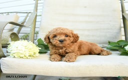 Mini Goldendoodle dogs for sale: Jared - Image 3