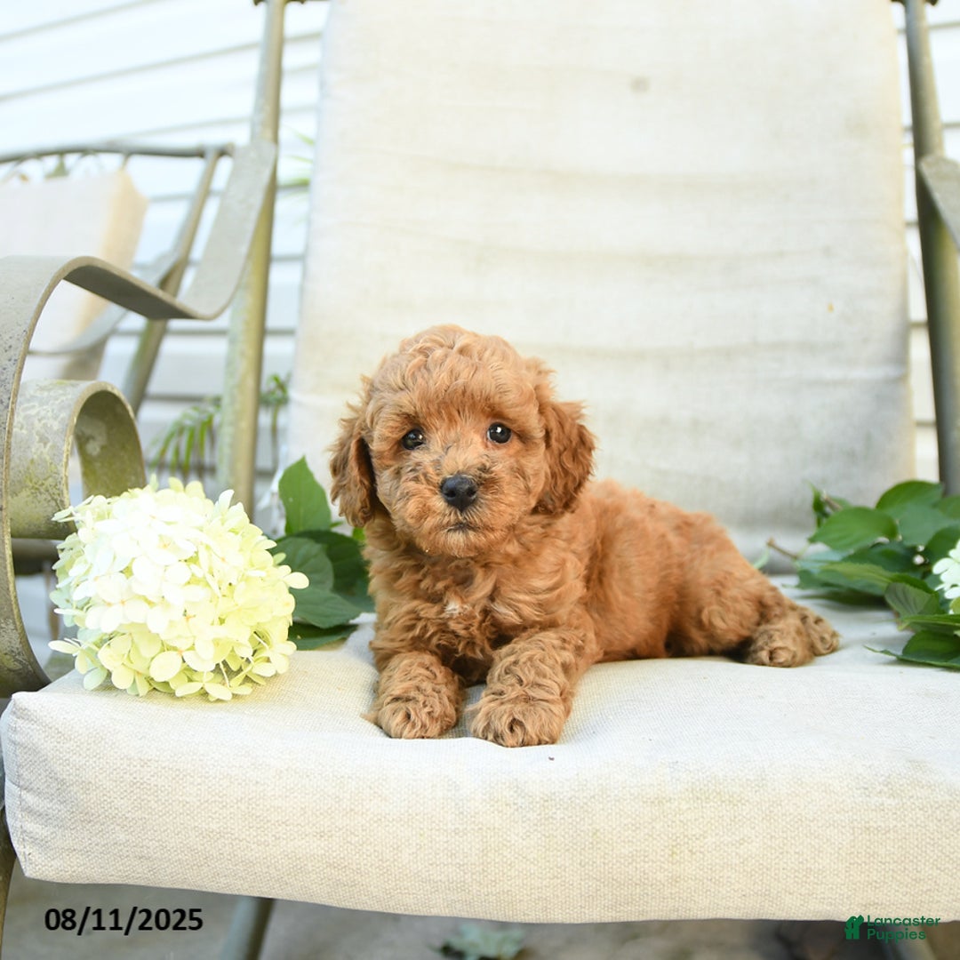 Mini Goldendoodle dogs for sale: Jared - Image 3