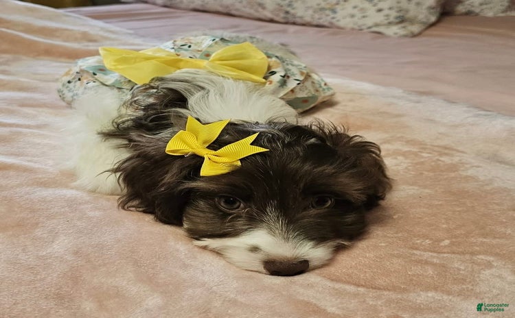 Cockapoo dogs for sale - Ad 5