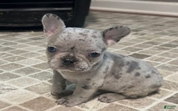 French Bulldog dogs for sale: Cookie - Image 14