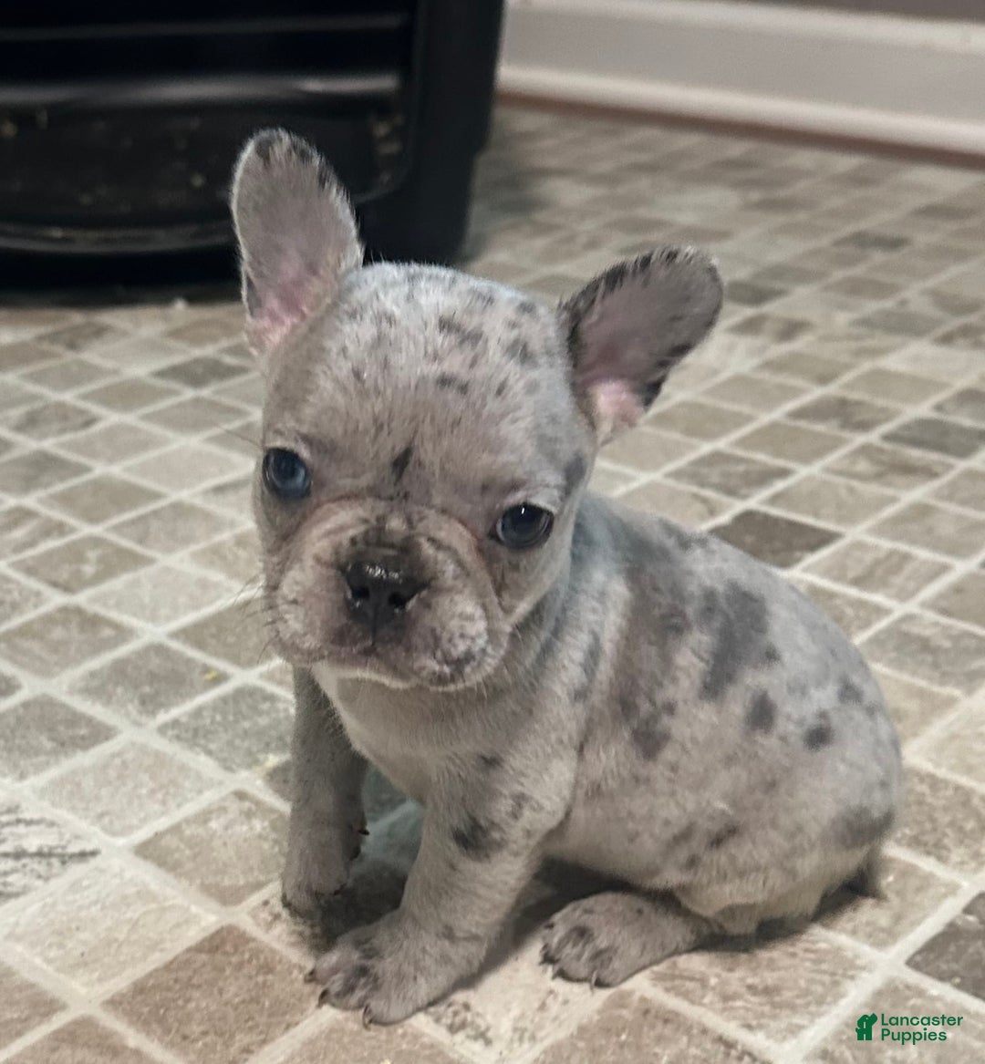 French Bulldog dogs for sale: Cookie - Image 14