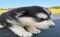 Siberian Husky dogs for sale: Tortuga - Image 4