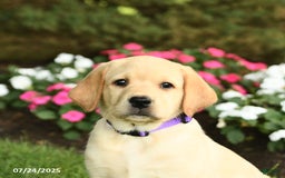 Labrador Retriever dogs for sale: Saige - Image 5